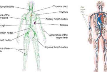 Hệ Mao Mạch – Những điều chưa biết về người hùng của cơ thể