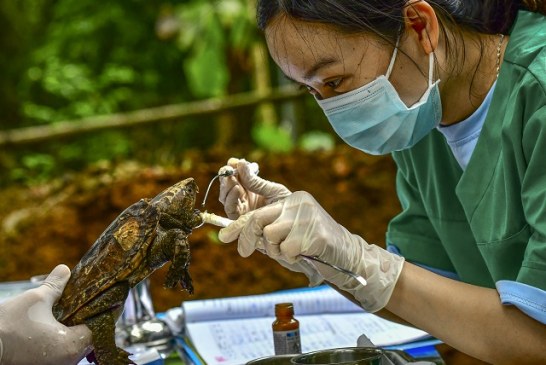 Những câu chuyện về rừng