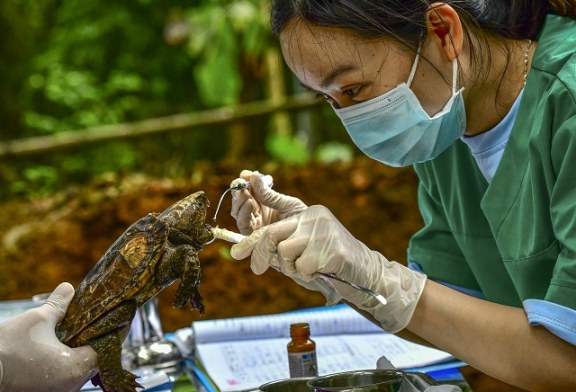 Những câu chuyện về rừng