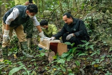 Đạo diễn Cao Trung Hiếu: “Bây giờ, tôi đối diện rừng…”