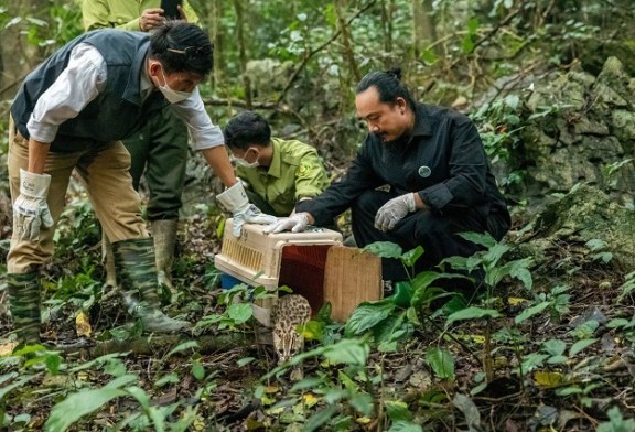 Đạo diễn Cao Trung Hiếu: “Bây giờ, tôi đối diện rừng…”